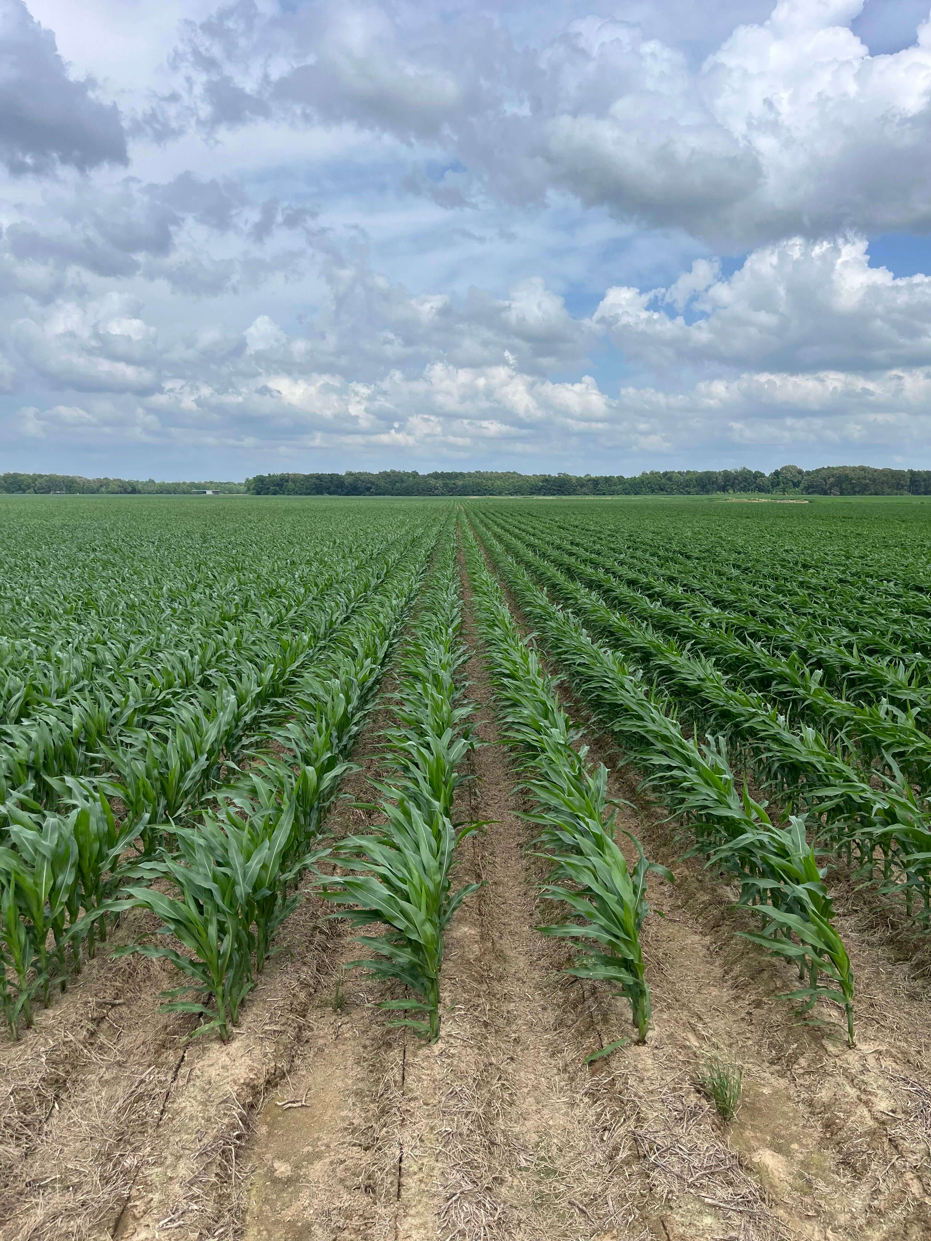 Franklin 578 – Highly Productive, Irrigated Farmland in Franklin Parish, LA